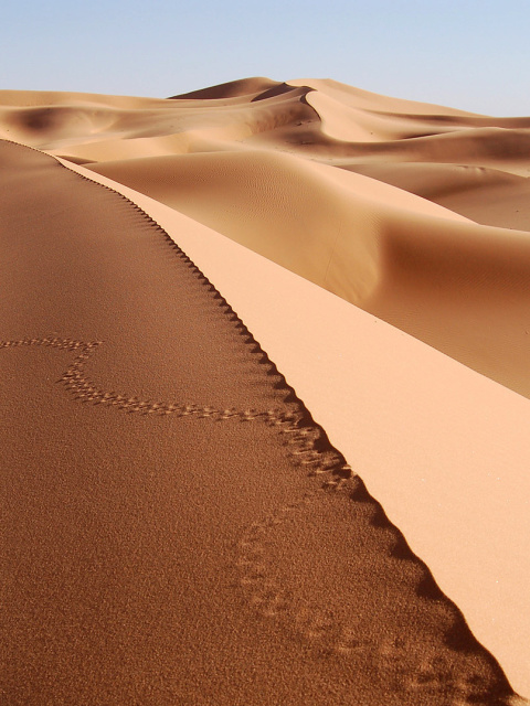 Desert Dunes In Angola And Namibia screenshot #1 480x640