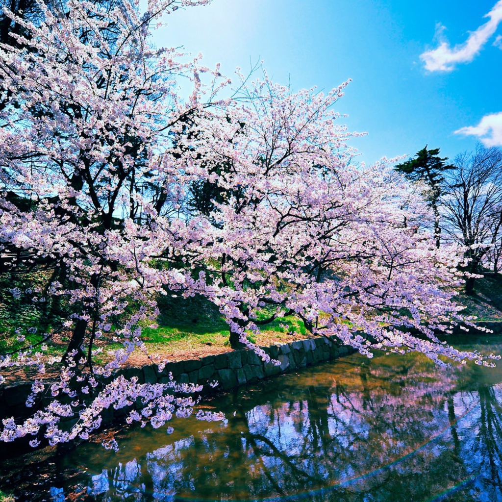 Fondo de pantalla Cherry Blossom Trees 1024x1024