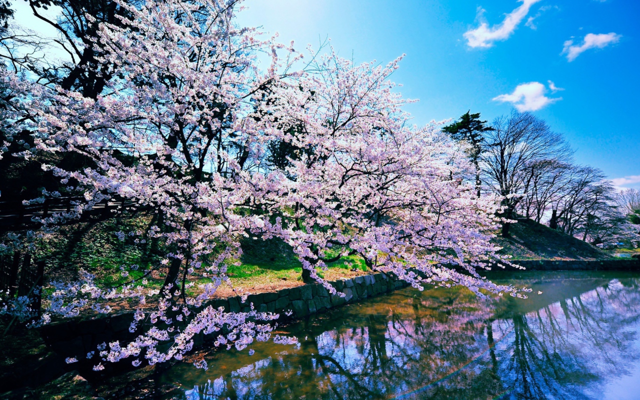 Screenshot №1 pro téma Cherry Blossom Trees 1280x800