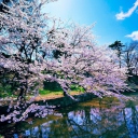 Fondo de pantalla Cherry Blossom Trees 128x128