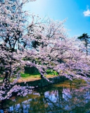 Fondo de pantalla Cherry Blossom Trees 128x160