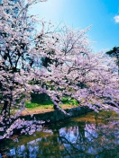 Sfondi Cherry Blossom Trees 132x176