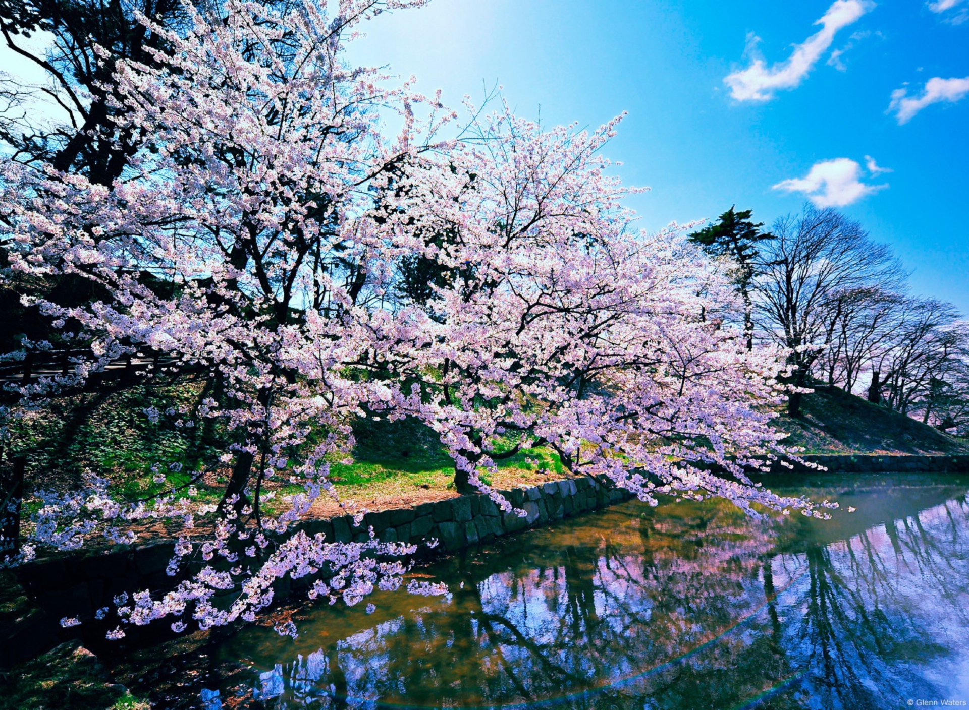 Das Cherry Blossom Trees Wallpaper 1920x1408