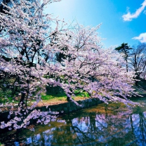 Sfondi Cherry Blossom Trees 208x208