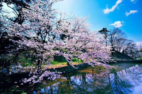 Screenshot №1 pro téma Cherry Blossom Trees 480x320