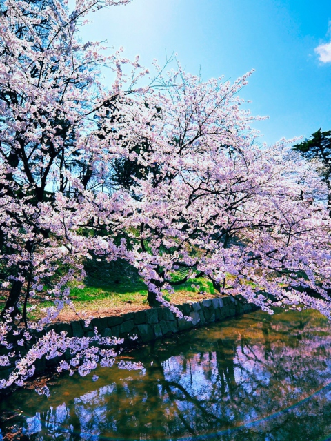Sfondi Cherry Blossom Trees 480x640