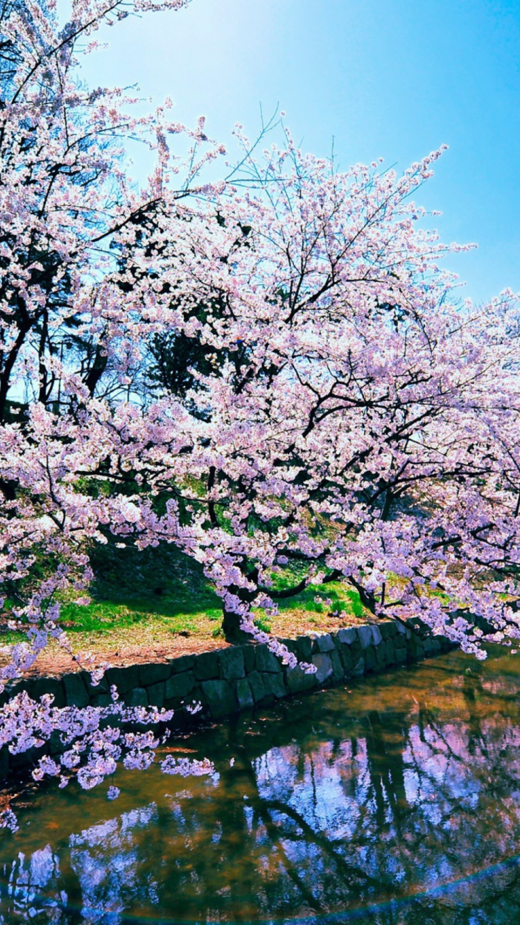 Das Cherry Blossom Trees Wallpaper 750x1334
