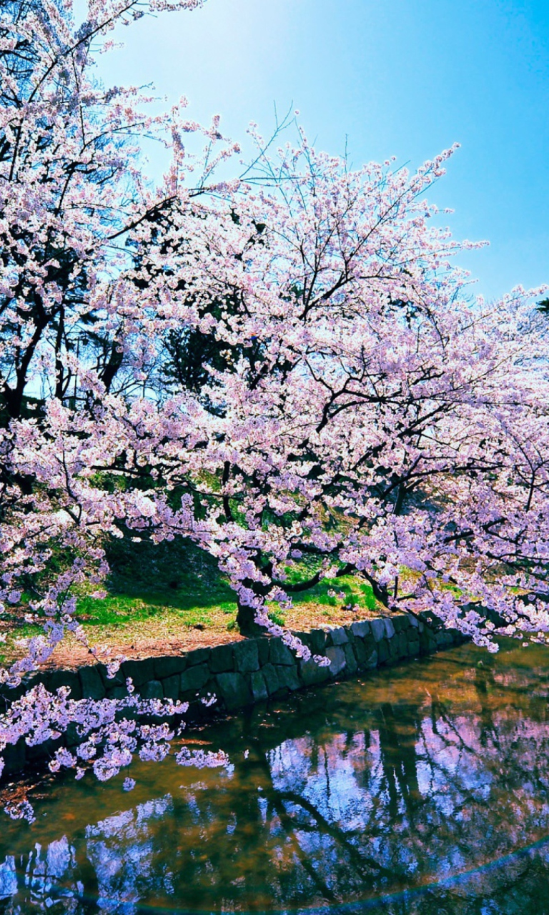 Fondo de pantalla Cherry Blossom Trees 768x1280