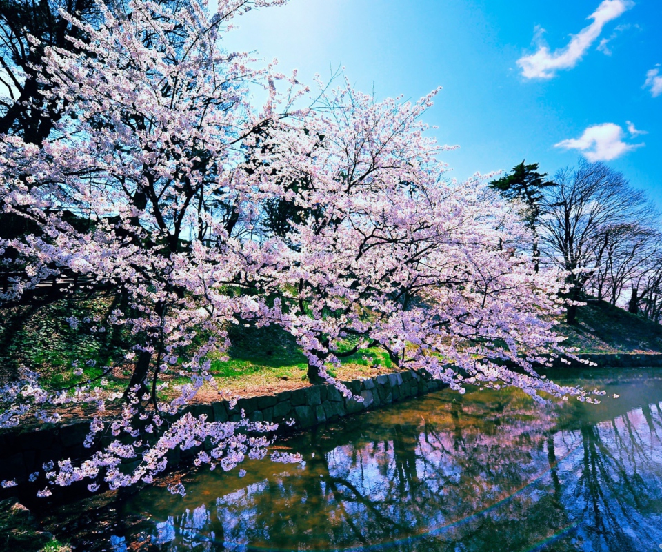 Screenshot №1 pro téma Cherry Blossom Trees 960x800