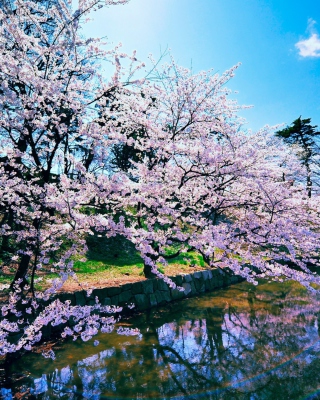 Cherry Blossom Trees sfondi gratuiti per 320x480