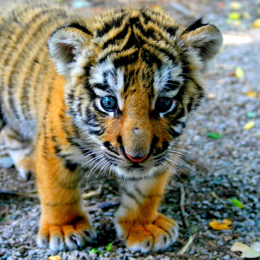 Screenshot №1 pro téma Cute Tiger Cub 1024x1024