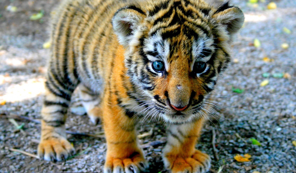 Screenshot №1 pro téma Cute Tiger Cub 1024x600