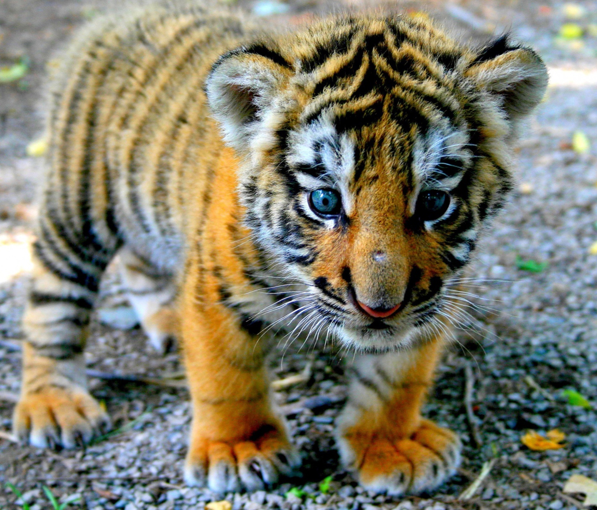 Screenshot №1 pro téma Cute Tiger Cub 1200x1024