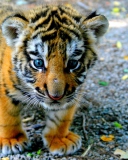 Fondo de pantalla Cute Tiger Cub 128x160