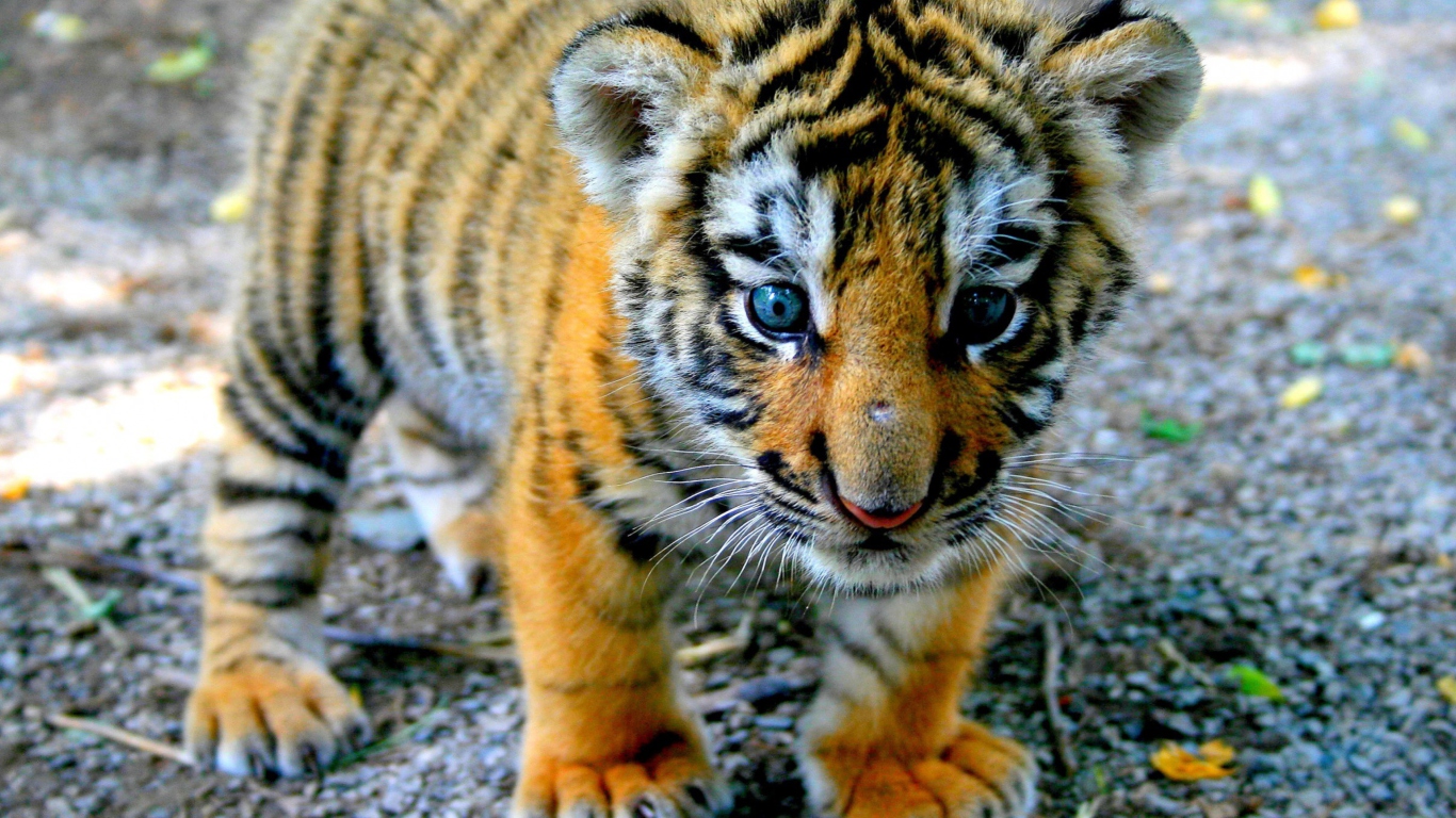 Screenshot №1 pro téma Cute Tiger Cub 1366x768