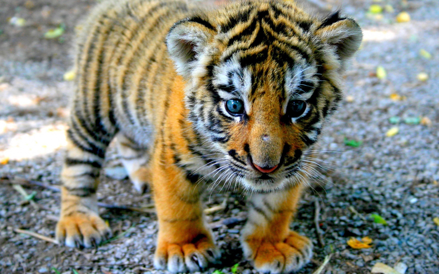 Screenshot №1 pro téma Cute Tiger Cub 1440x900