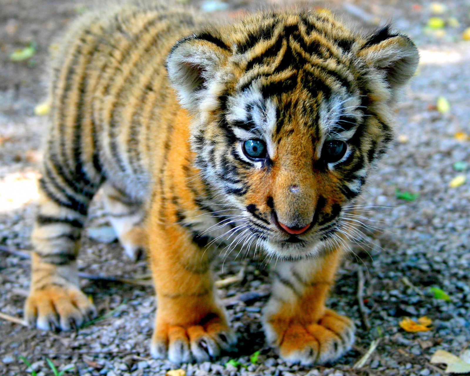 Cute Tiger Cub screenshot #1 1600x1280