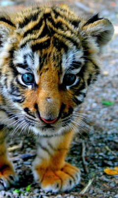 Das Cute Tiger Cub Wallpaper 240x400