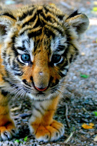 Fondo de pantalla Cute Tiger Cub 320x480