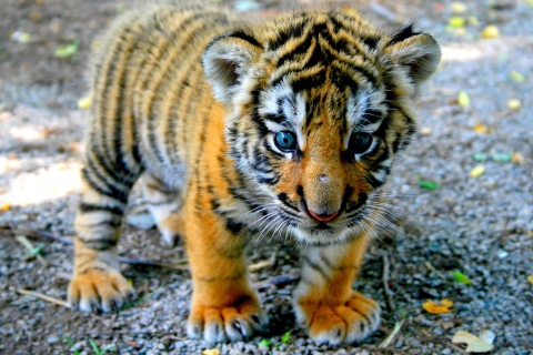 Screenshot №1 pro téma Cute Tiger Cub 480x320