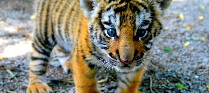 Cute Tiger Cub wallpaper 720x320