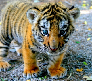 Cute Tiger Cub sfondi gratuiti per 1024x1024