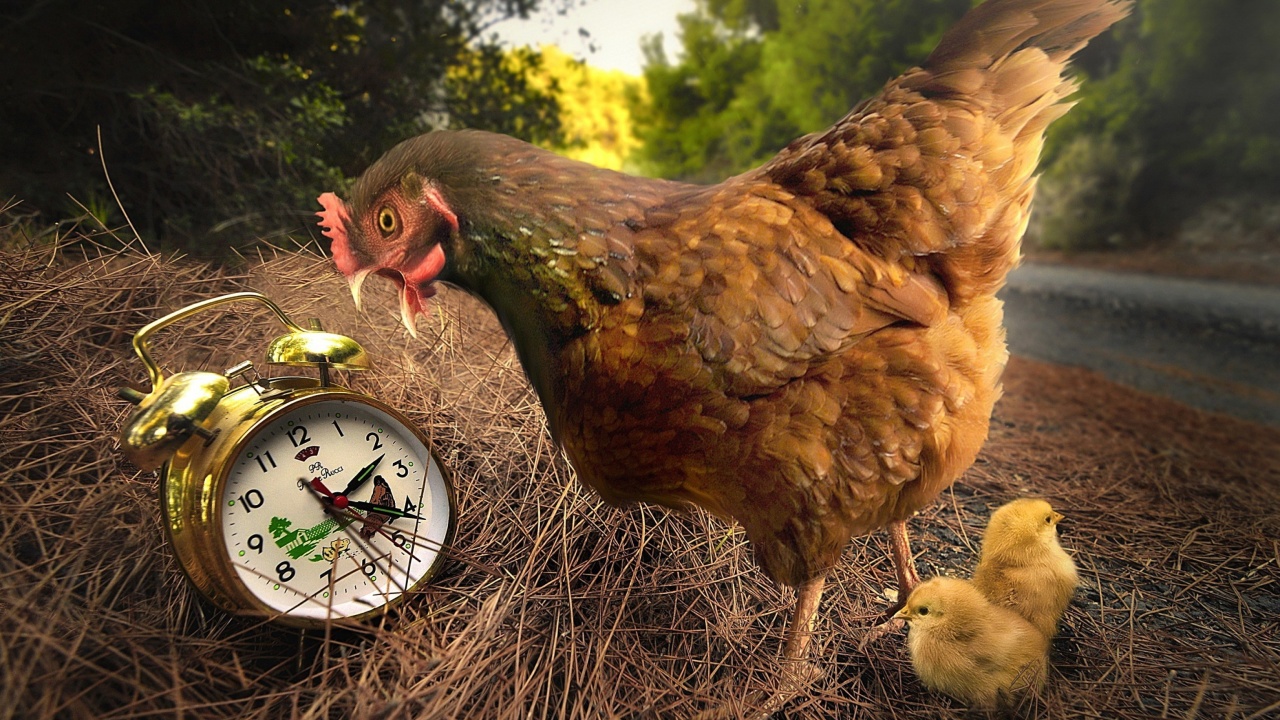 Fondo de pantalla Chicken and Alarm 1280x720