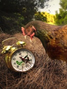 Fondo de pantalla Chicken and Alarm 132x176