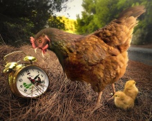 Обои Chicken and Alarm 220x176