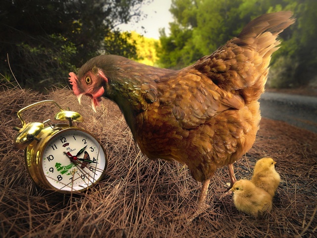 Chicken and Alarm wallpaper 640x480