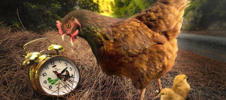 Chicken and Alarm wallpaper 720x320