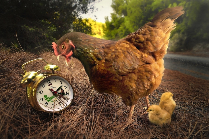 Sfondi Chicken and Alarm