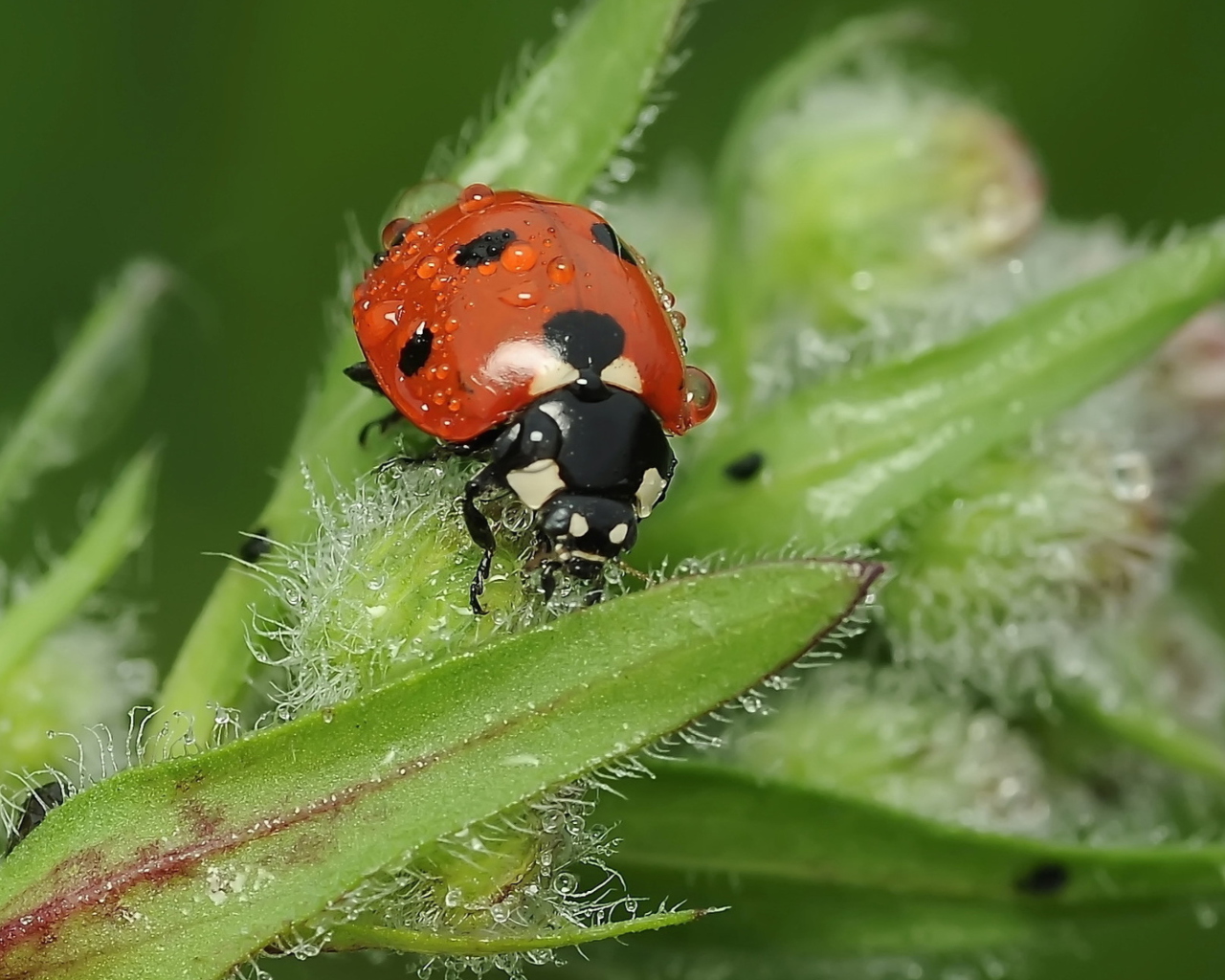 Das Ladybug Wallpaper 1280x1024