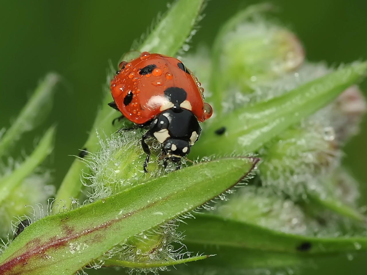 Ladybug wallpaper 1280x960