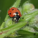 Ladybug screenshot #1 128x128