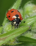 Ladybug screenshot #1 128x160
