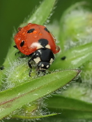 Ladybug screenshot #1 132x176