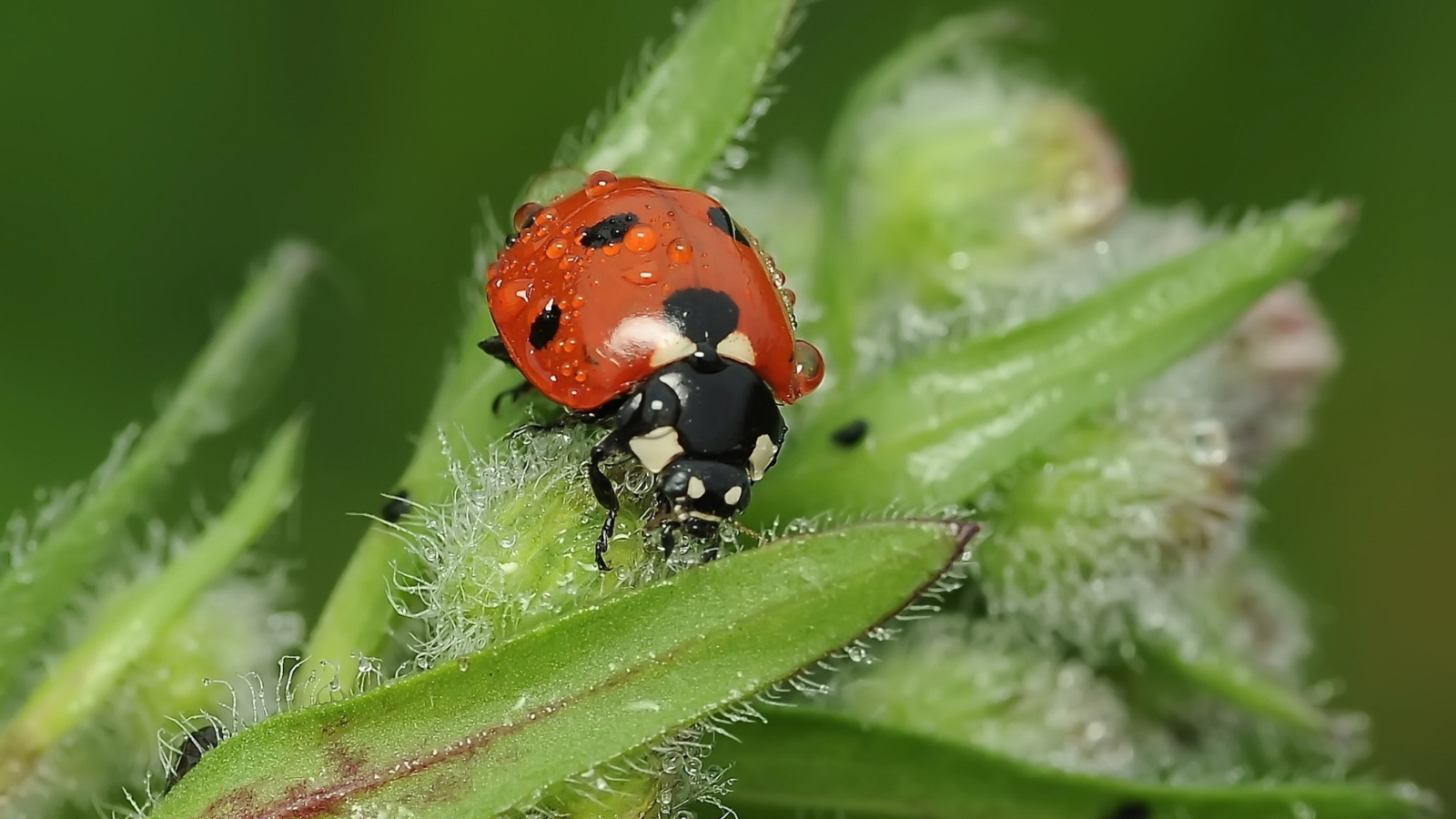 Ladybug wallpaper 1600x900