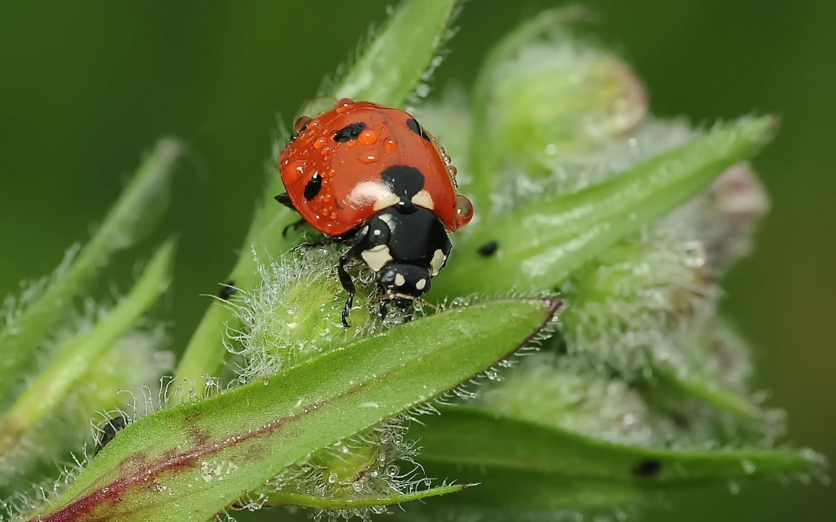 Sfondi Ladybug 1680x1050