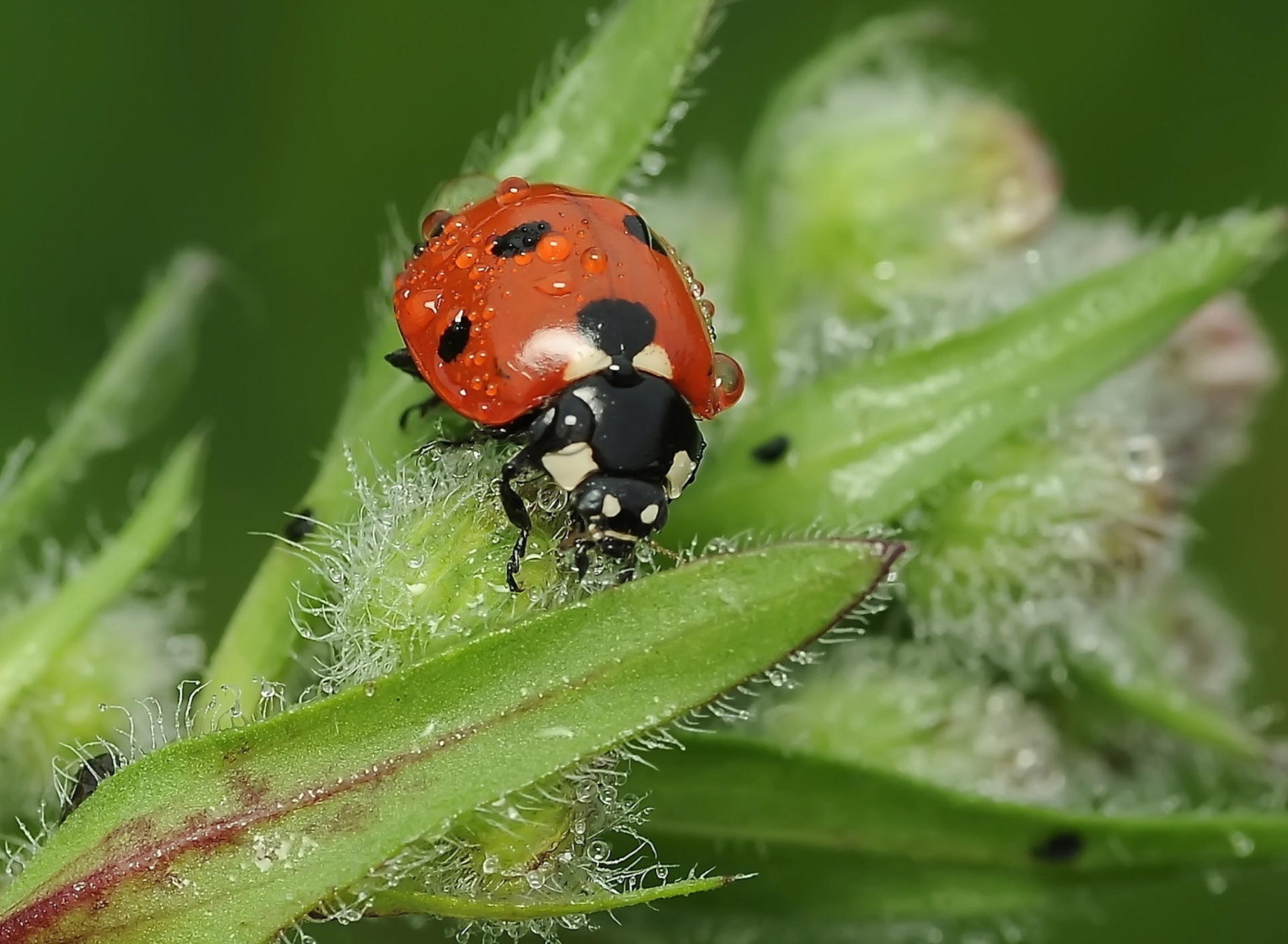 Fondo de pantalla Ladybug 1920x1408