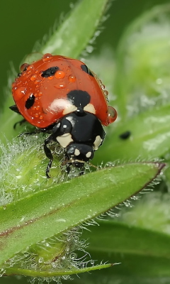 Ladybug screenshot #1 240x400
