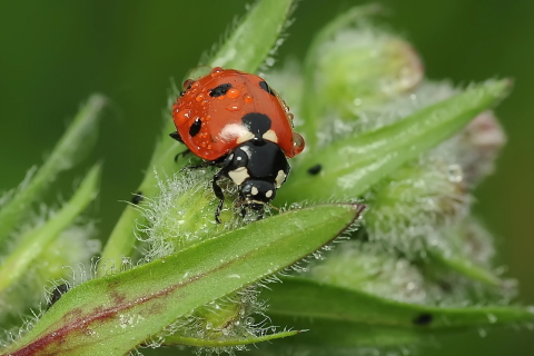 Ladybug screenshot #1 480x320