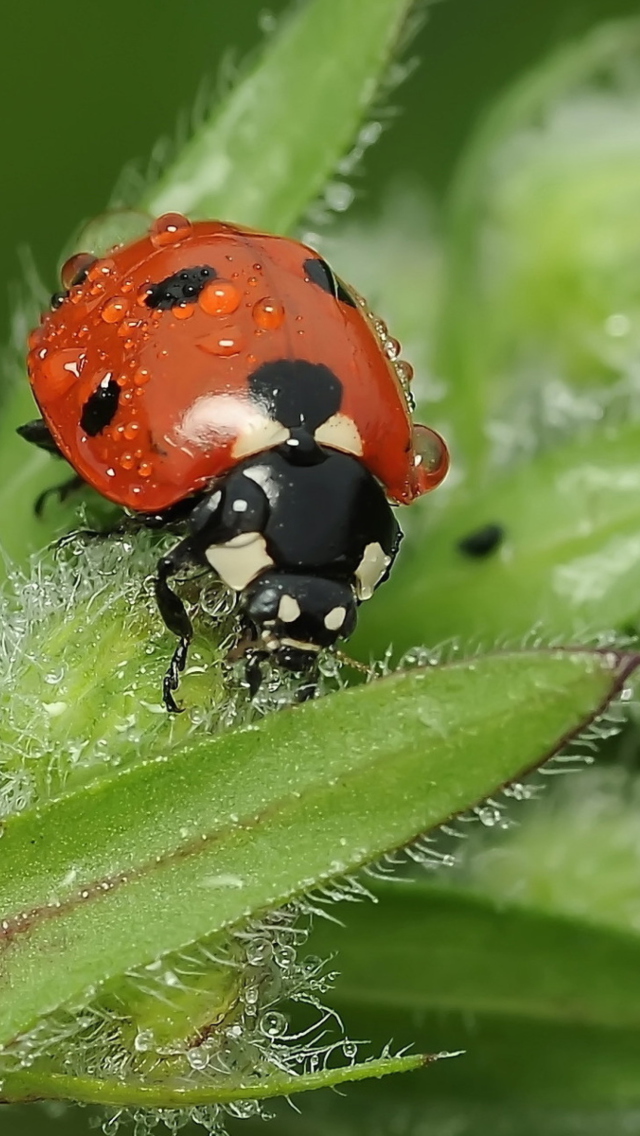 Ladybug wallpaper 640x1136