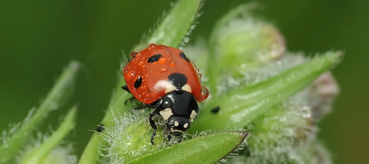 Ladybug wallpaper 720x320