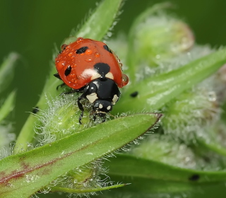 Ladybug - Obrázkek zdarma pro 208x208