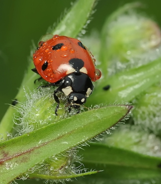 Ladybug - Obrázkek zdarma pro iPhone 5C