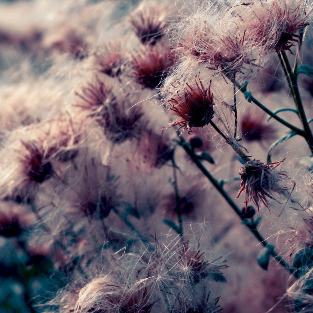 Thistle wallpaper 1024x1024