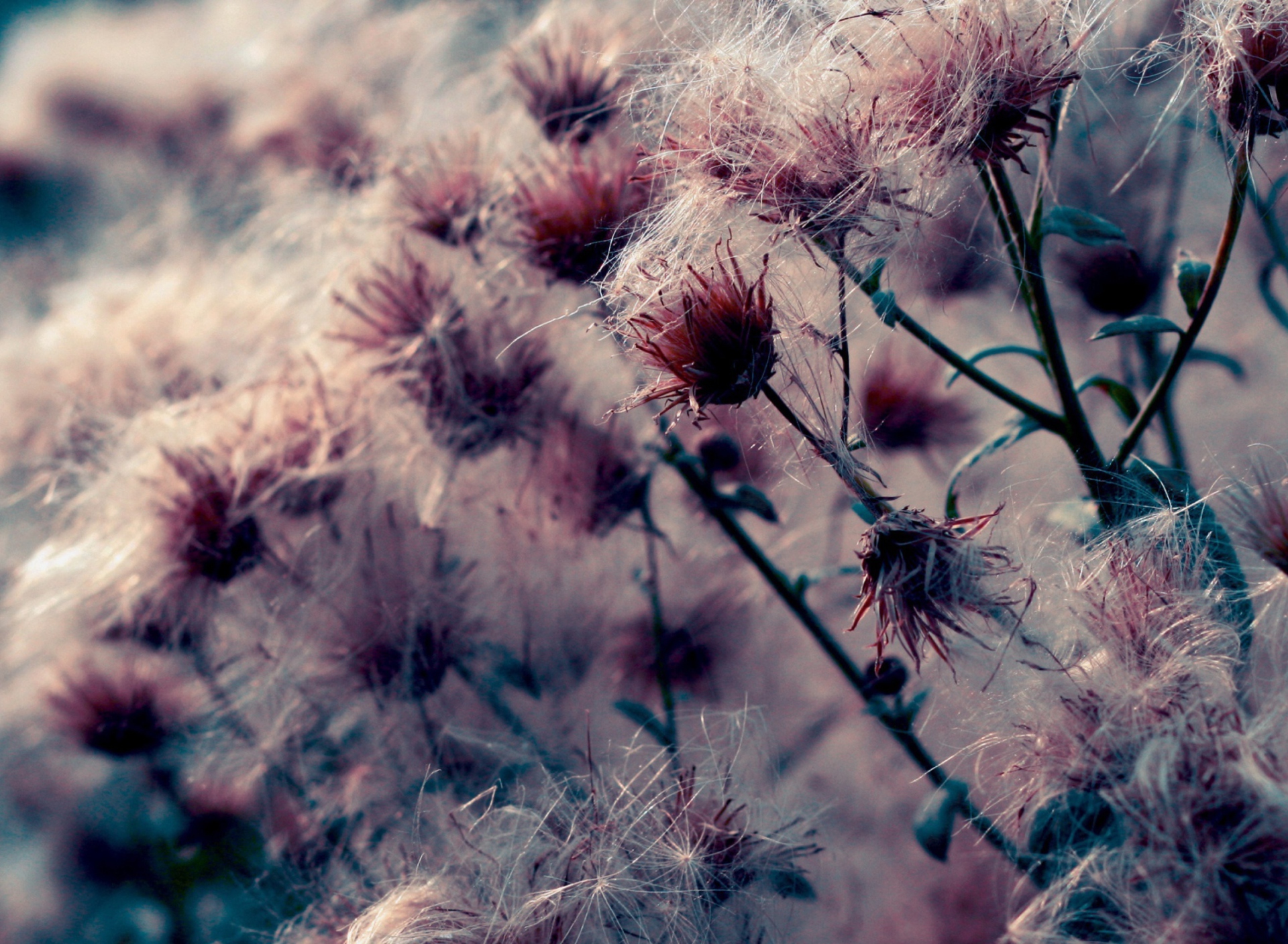 Thistle wallpaper 1920x1408