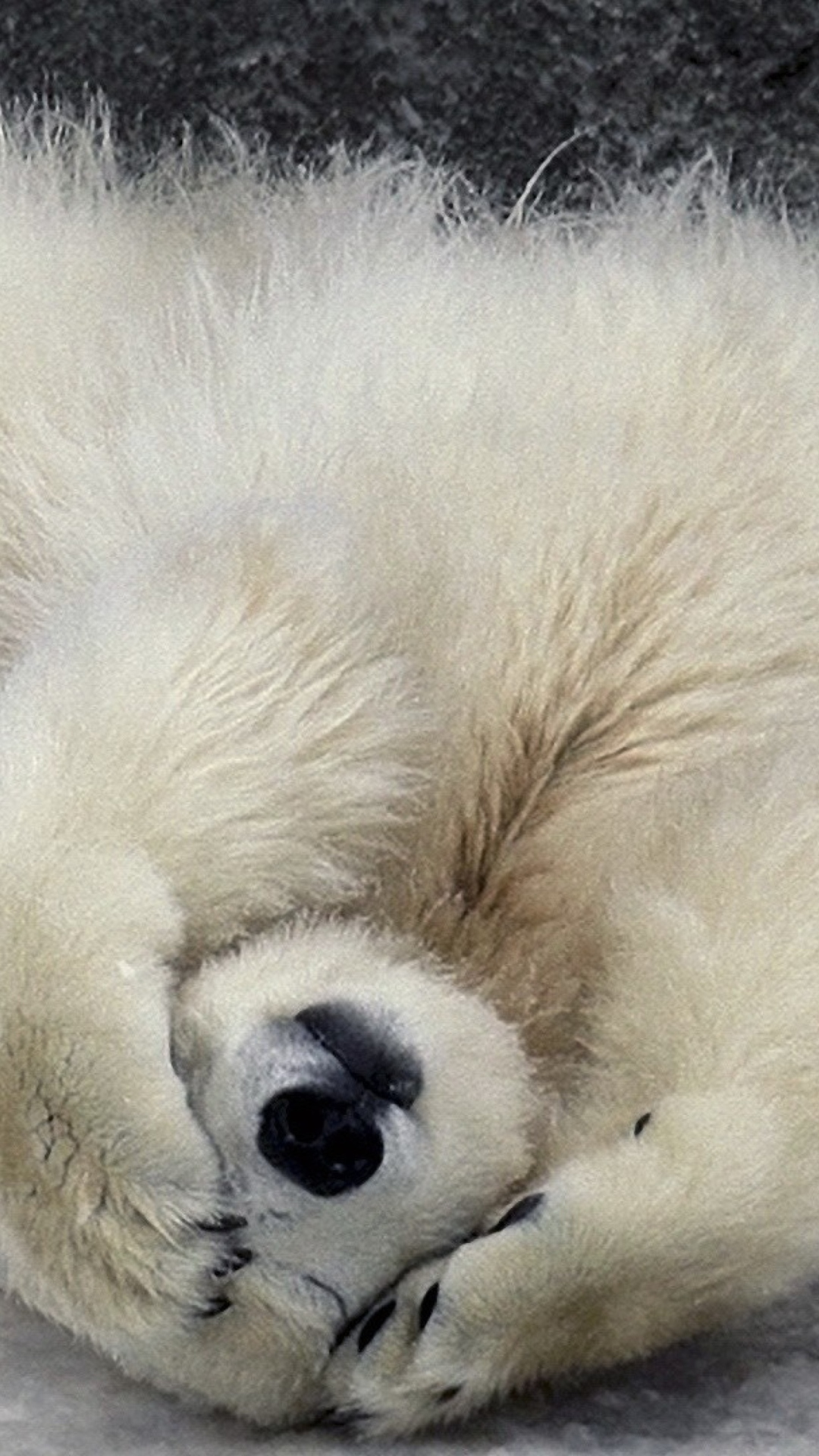 Das Polar Bear Wallpaper 1080x1920
