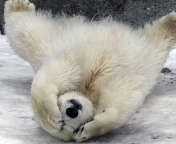 Sfondi Polar Bear 176x144